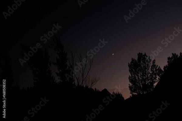 Obraz moon and trees