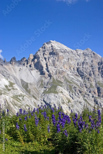 Fototapeta Blauer Eisenhut mit Felsgebirg
