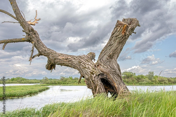 Fototapeta A dry tree on a high riverbank, beautiful clouds