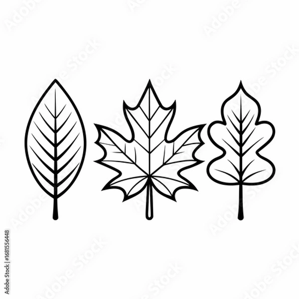 Obraz Clean Line Art Maple and Oak Leaf Icons