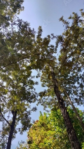 Fototapeta trees and sky