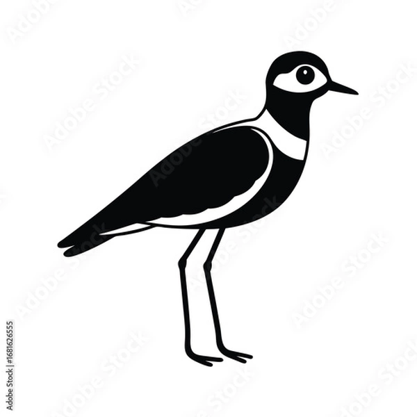 Fototapeta A silhouette of a zayan plover on white background 