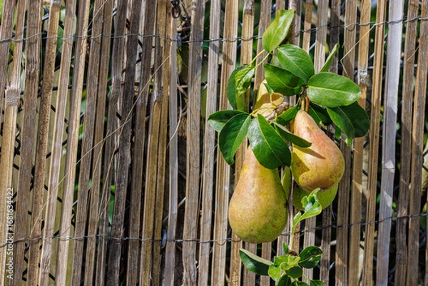 Obraz Ripening Pears almost ready to pick