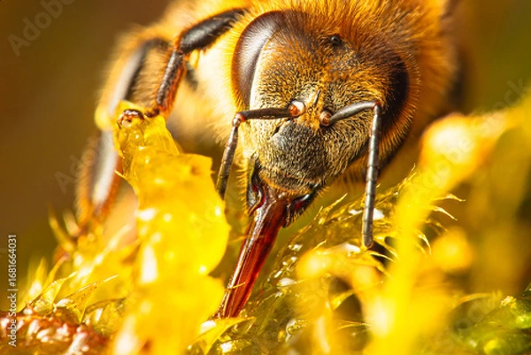 Obraz Biene an Wassertränke makro