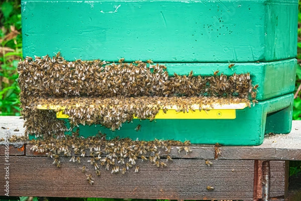 Obraz Bienenbart am Flugloch Bienenbeute