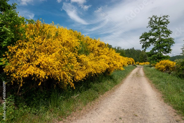 Obraz Blühender Ginster am Wegesrand im Sauerland