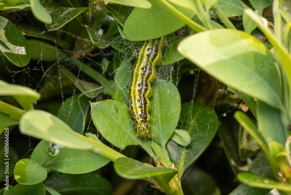 Obraz Raupe des Buchsbaumzünslers makro an Buchsbaum