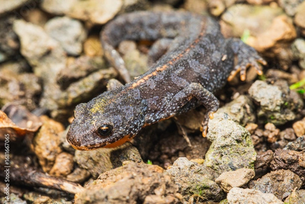 Obraz Bergmolch makro im Garten