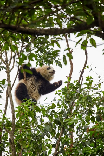 Fototapeta Panda climbing the tree.