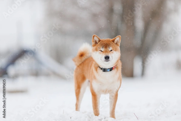 Obraz Dog breed Shiba inu in in winter