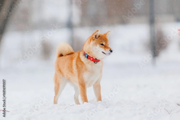 Obraz Dog breed Shiba inu in in winter