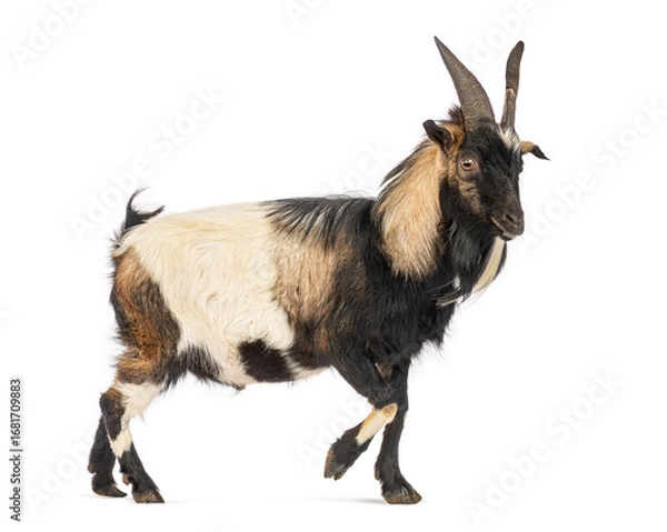 Obraz Bagot goat walking on white background