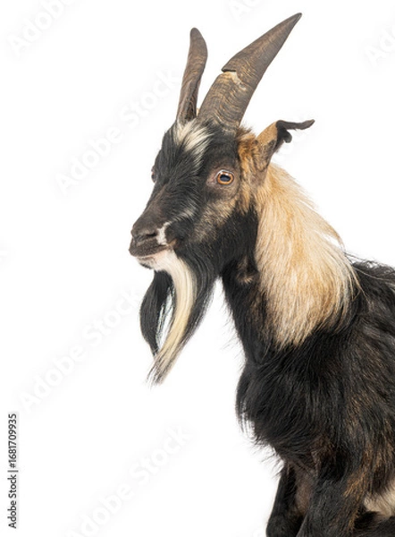 Obraz Bagot goat looking sideways on white background