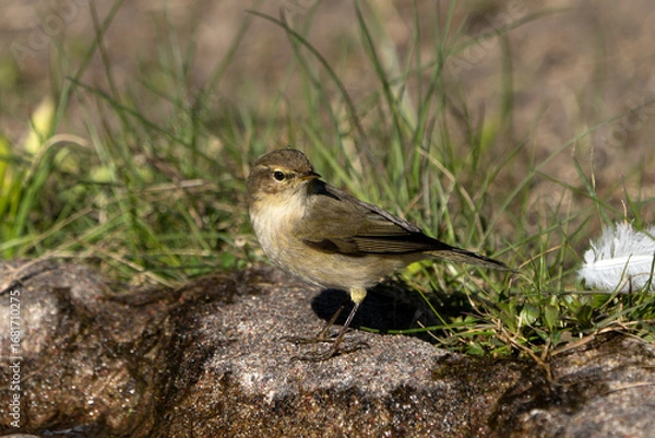 Obraz A small, brown and beige common chiffchaff stands on a rock next to some water and green grass, with a white feather nearby 