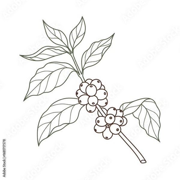 Obraz branch of grapes