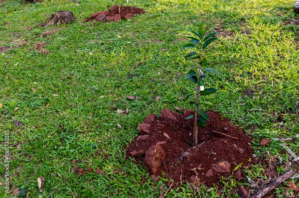Obraz Beautiful newly planted bergamot tree