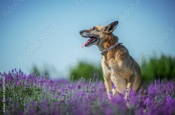 Fototapeta Portrait of a happy senior German Shepherd enjoying a sunny lavender field, capturing joy, peace, and the beauty of nature.