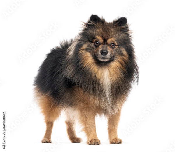 Obraz German spitz klein standing and looking forward on white background