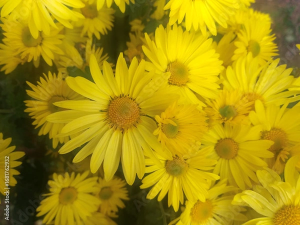 Fototapeta A group of yellow chrysanthemums seen from above with their green leaves visible below.