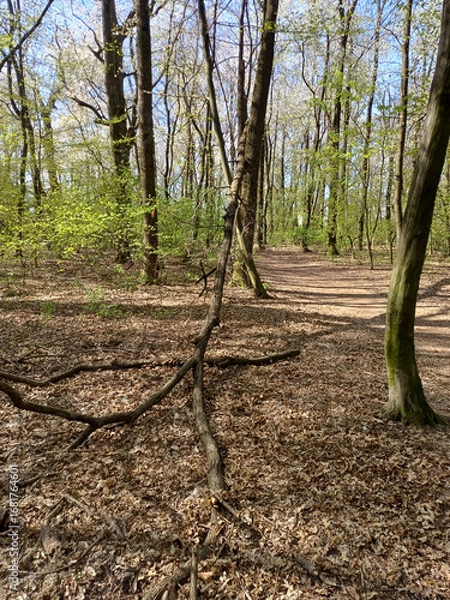 Fototapeta A spring forest with a narrow path surrounded by trees with fresh green leaves.