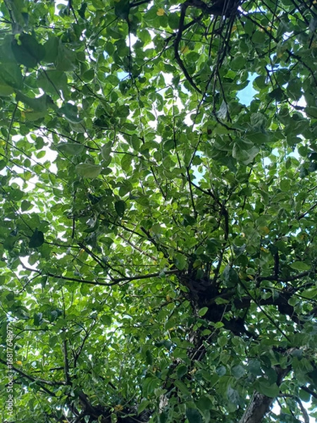 Fototapeta Apple trees with green leaves seen from below against a calm summer sky background.