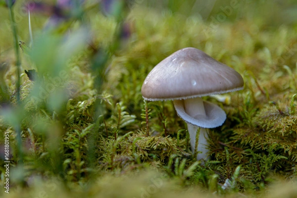 Obraz mushroom in the forest