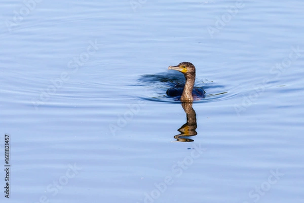 Fototapeta Kormoran 3
