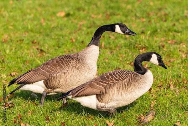 Obraz Kanadagänse 11