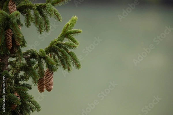Obraz Fichten Zapfen auf Ast