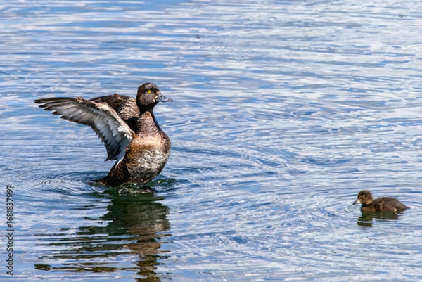 Fototapeta Reiherente 2