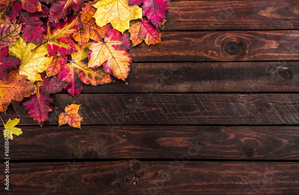 Obraz Autumn - Colorful  Leaves Background