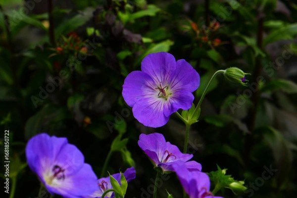 Fototapeta Geranium pratense