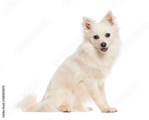 Obraz German spitz klein sitting and looking at camera on white background