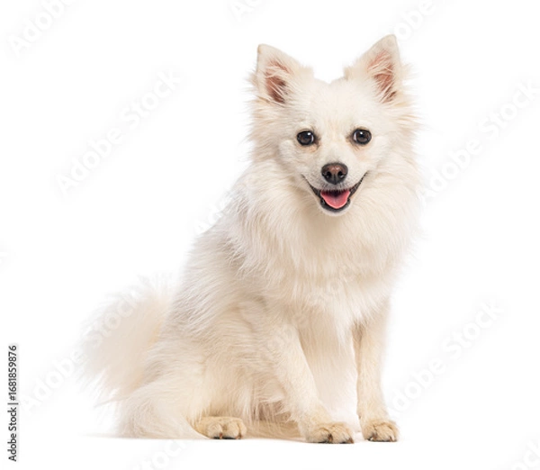 Obraz German spitz klein sitting and panting on white background