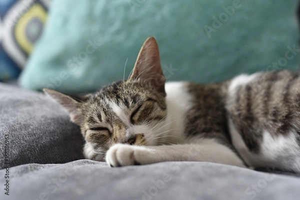 Fototapeta Cat Sleeping on the sofa