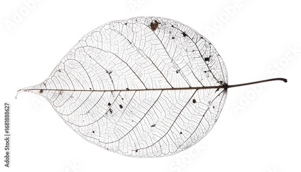 Fototapeta A detailed, intricate, translucent leaf vein structure, isolated against a pure white backdrop, showcasing the delicate network of veins.