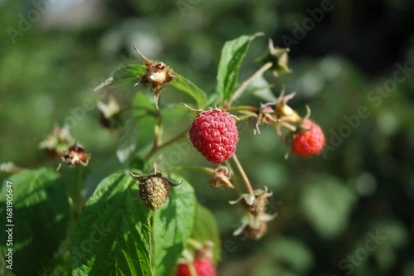 Fototapeta ripe raspberries closeup green background