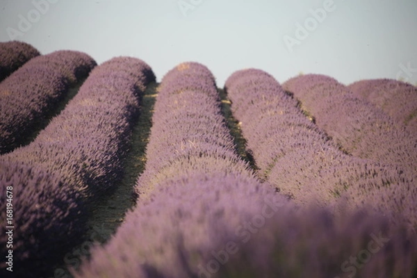 Fototapeta lavandes