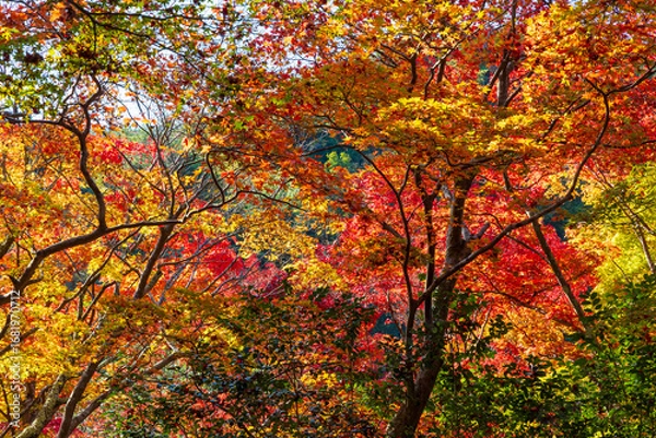 Fototapeta 日本の風景・秋　日本三名泉　紅葉の有馬温泉　瑞宝寺公園