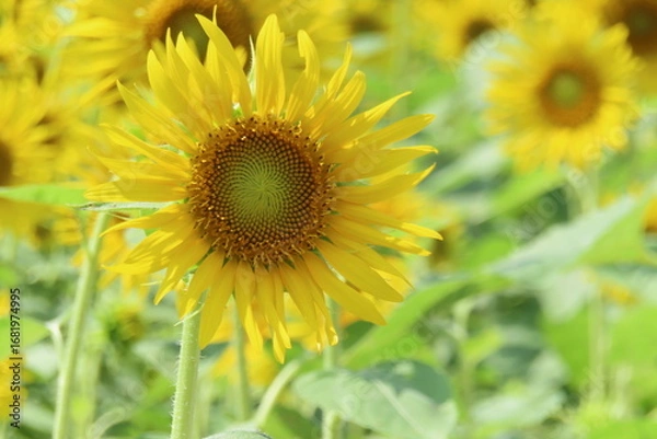 Obraz 一輪のひまわり