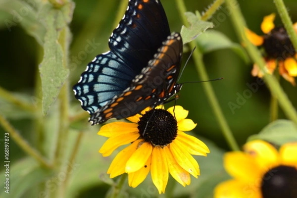 Obraz HARMONY IN THE GARDEN - 168 