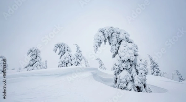 Fototapeta Snow-covered trees in winter landscape with overcast sky