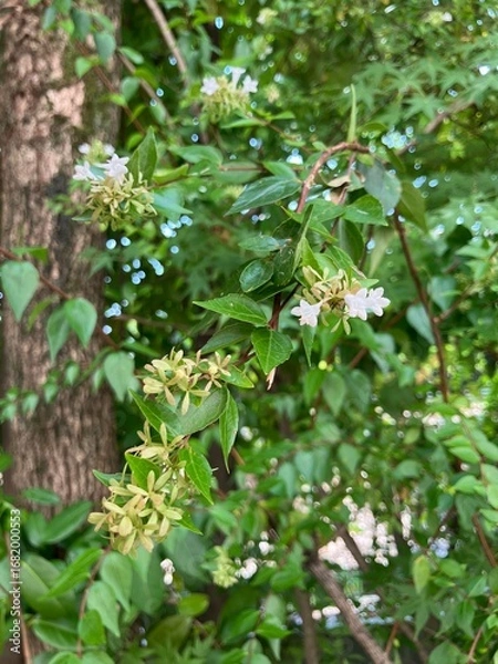 Obraz 森の小さな白い花