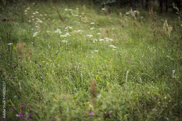 Fototapeta trawa ecologiczna