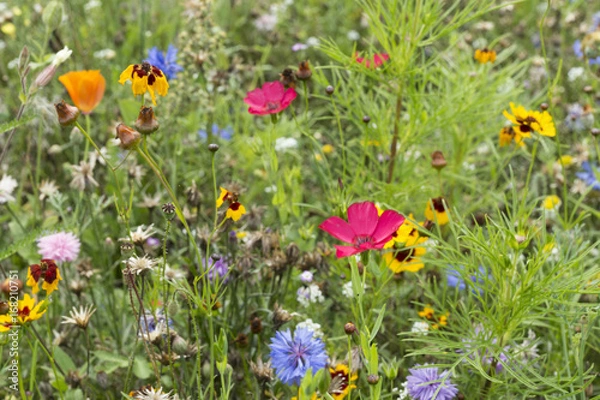 Fototapeta Blumenwiese