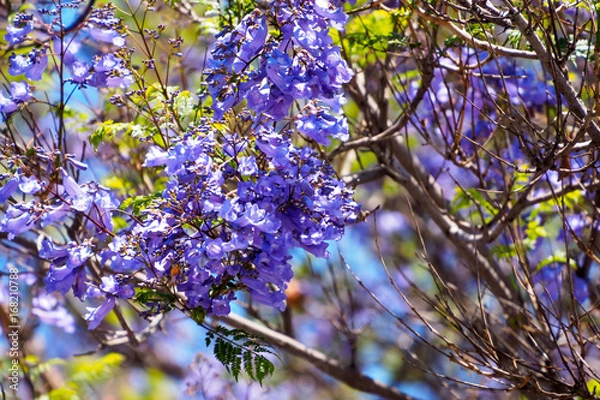 Fototapeta Jacaranda tree and bloom with sky and sunshine