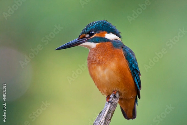 Obraz Common kingfisher. Soft green diffuse background.