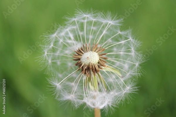 Obraz dandelion