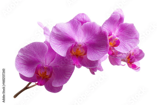 Obraz Close-up of three vibrant pink orchids