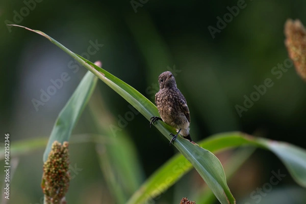 Fototapeta A small, vibrant Pied bushchat perched on a small branch  , set against a soft, blurred natural background.